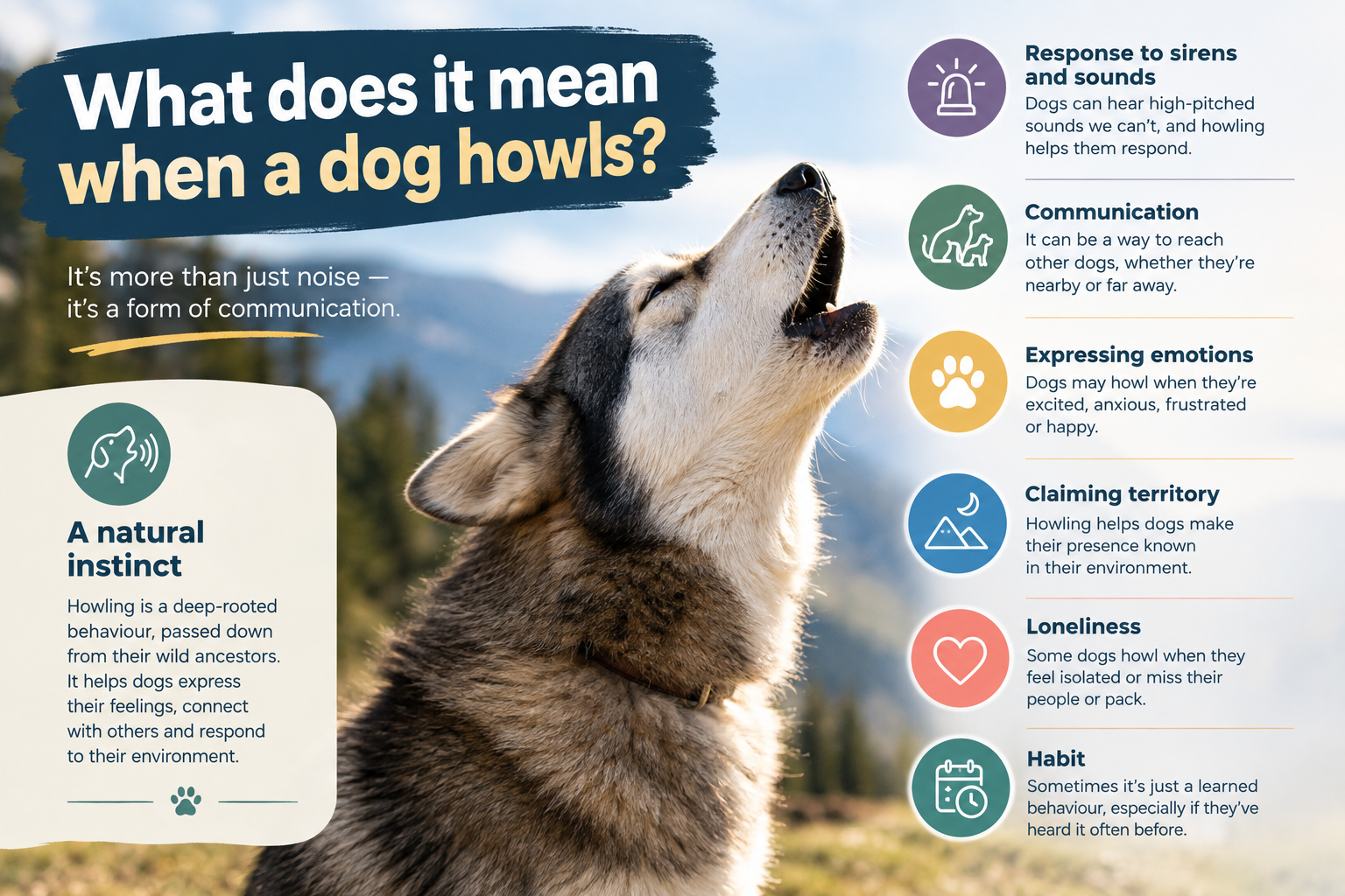 Are dogs happy or sad when they howl?