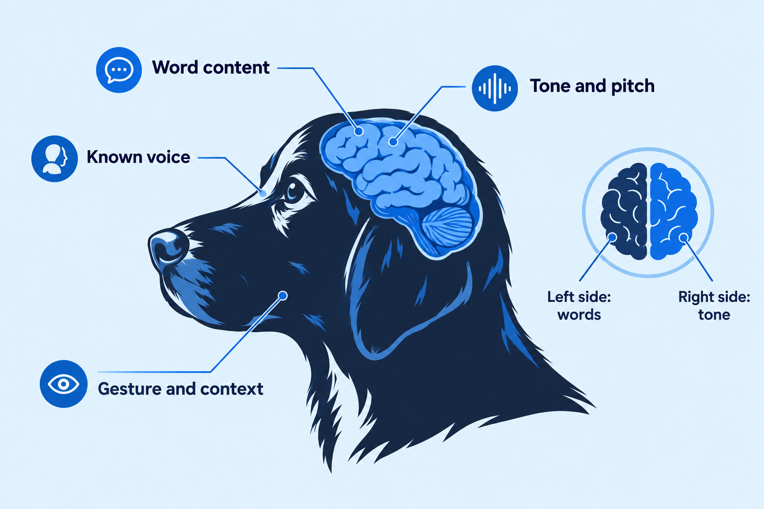 Do dogs understand what you say? Brain scan studies on words and tone