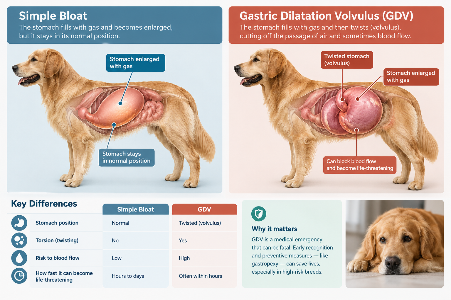 Gastropexy vs other bloat prevention methods: can you prevent bloat without surgery?