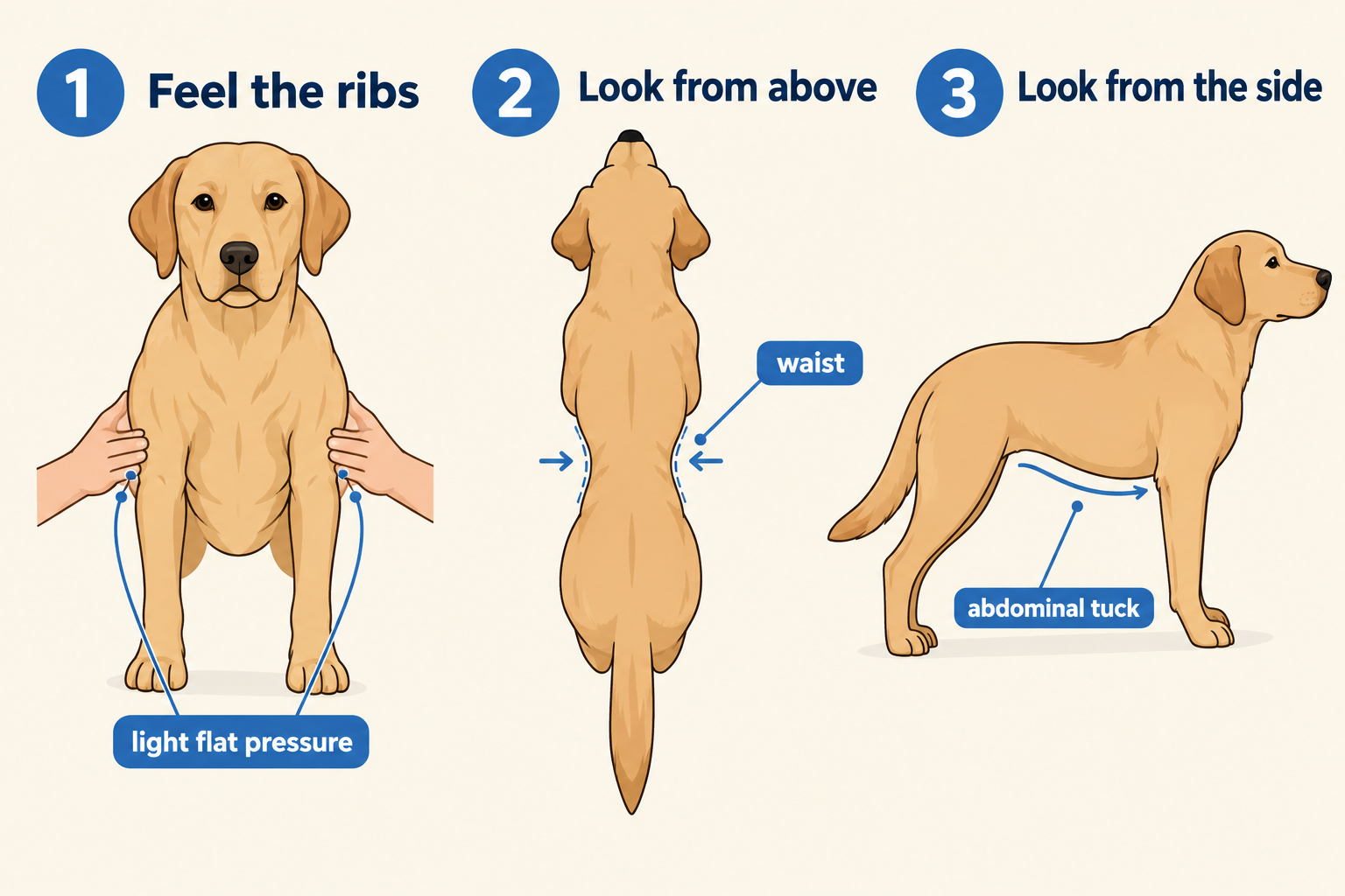 How do I check if my dog is overweight? The 3-step rib check (ribs, waist from above, tuck from the side)