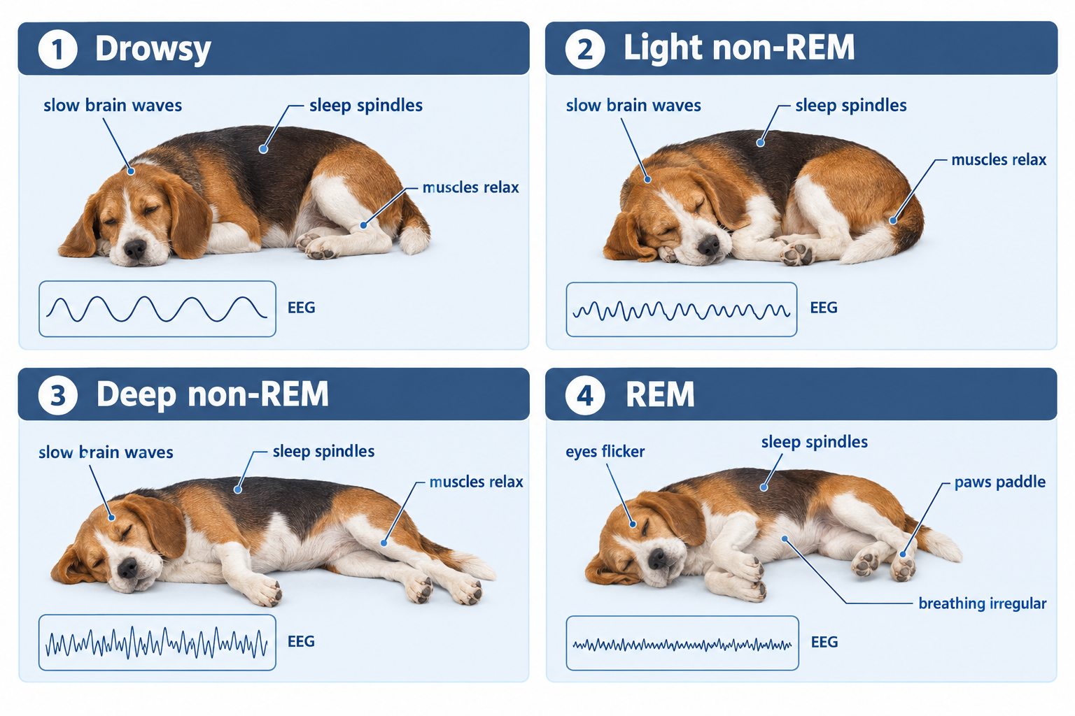 How do scientists know dogs dream?
