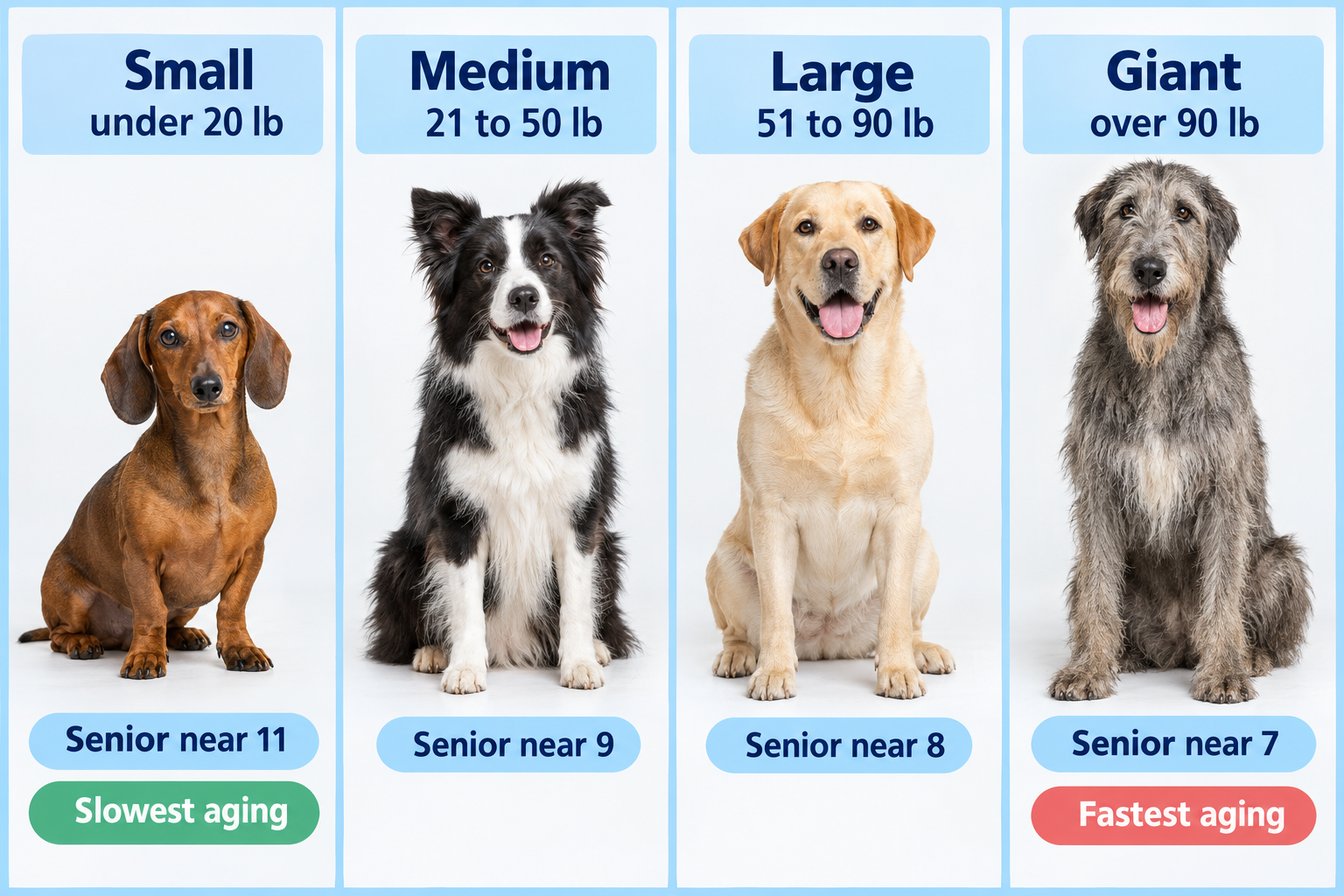 How do you convert dog years to human years by size? (AVMA and AKC charts)