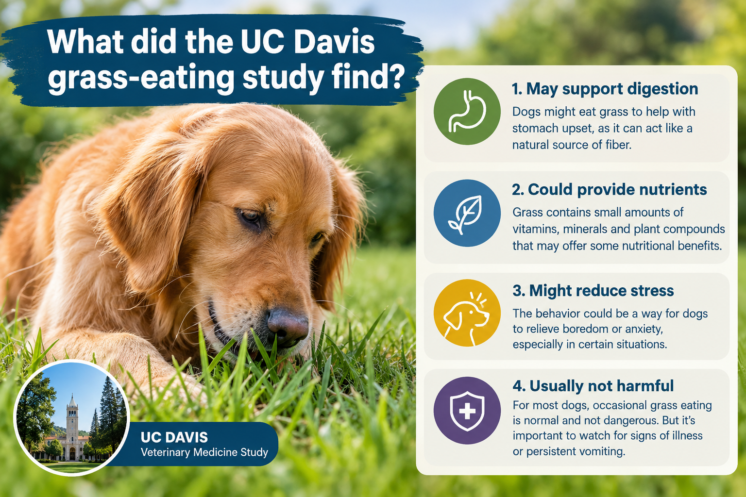 How do you stop a dog from eating grass safely?