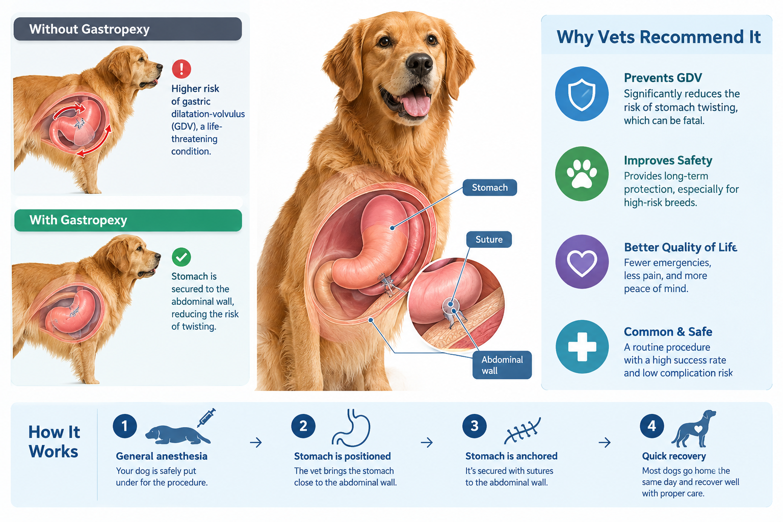 How much does gastropexy surgery cost for dogs?
