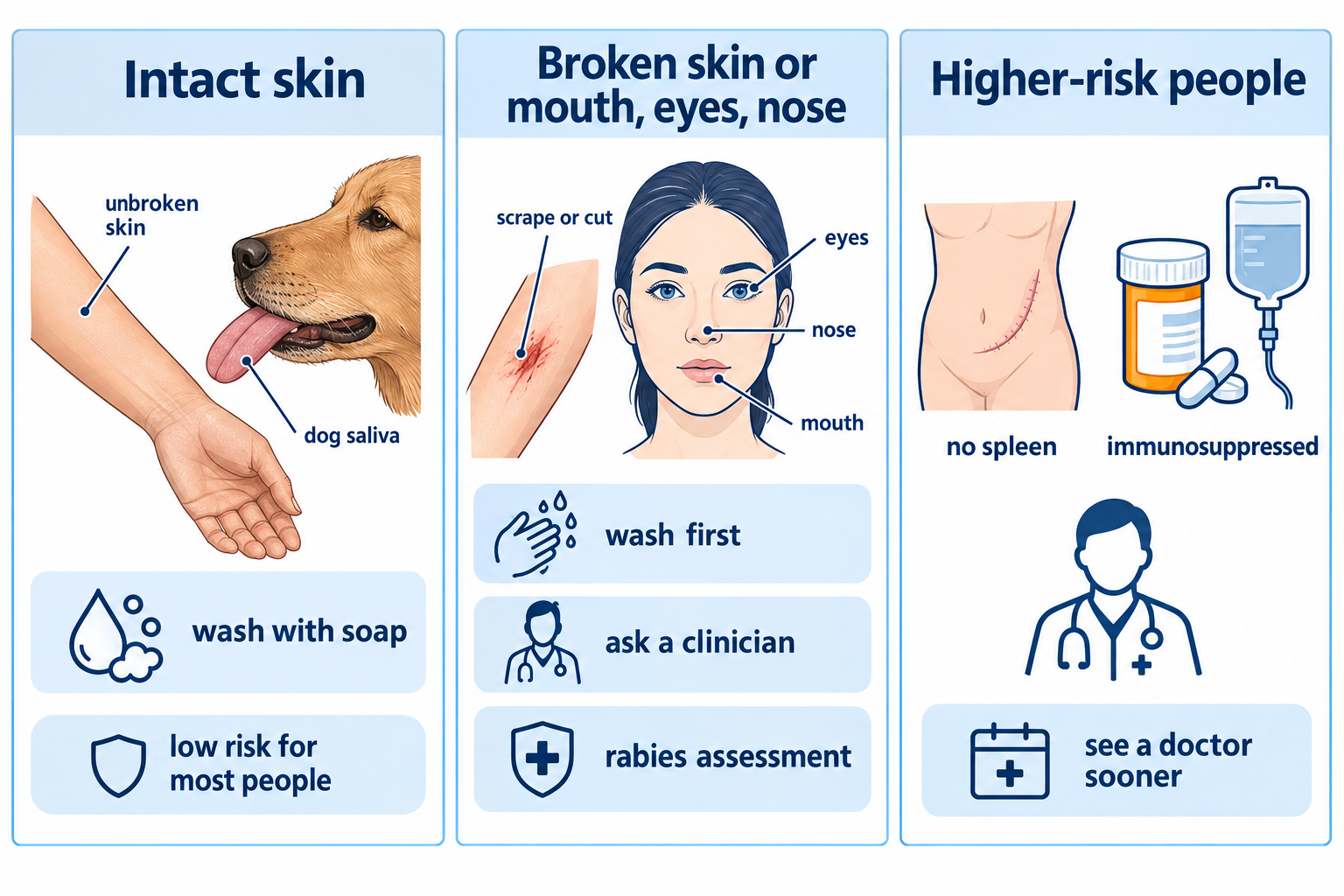 Is It Bad When Dogs Lick Your Face, and Is Dog Saliva Safe for Humans?