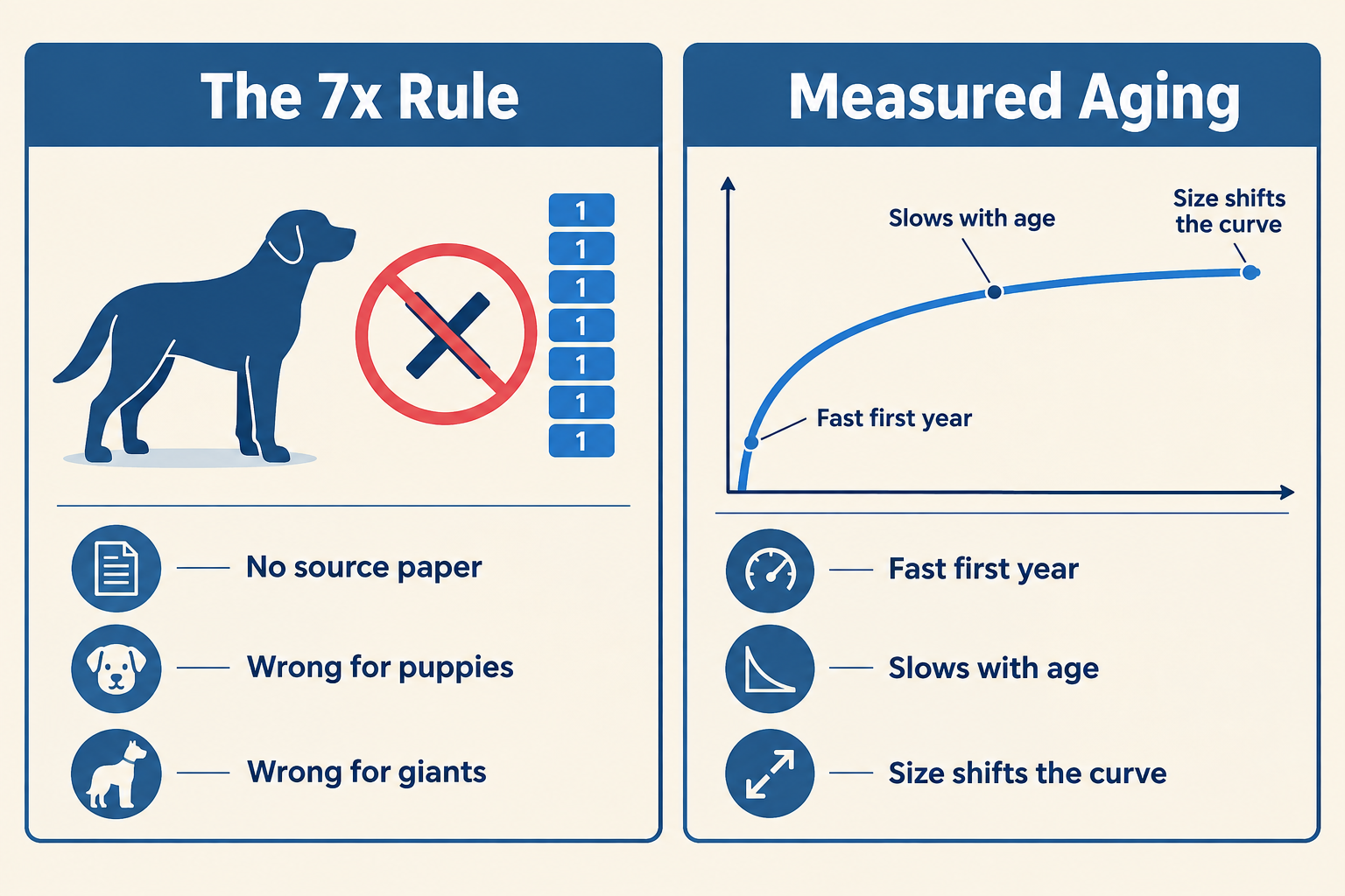 Is it really 7 dog years to 1 human year? Where the myth came from