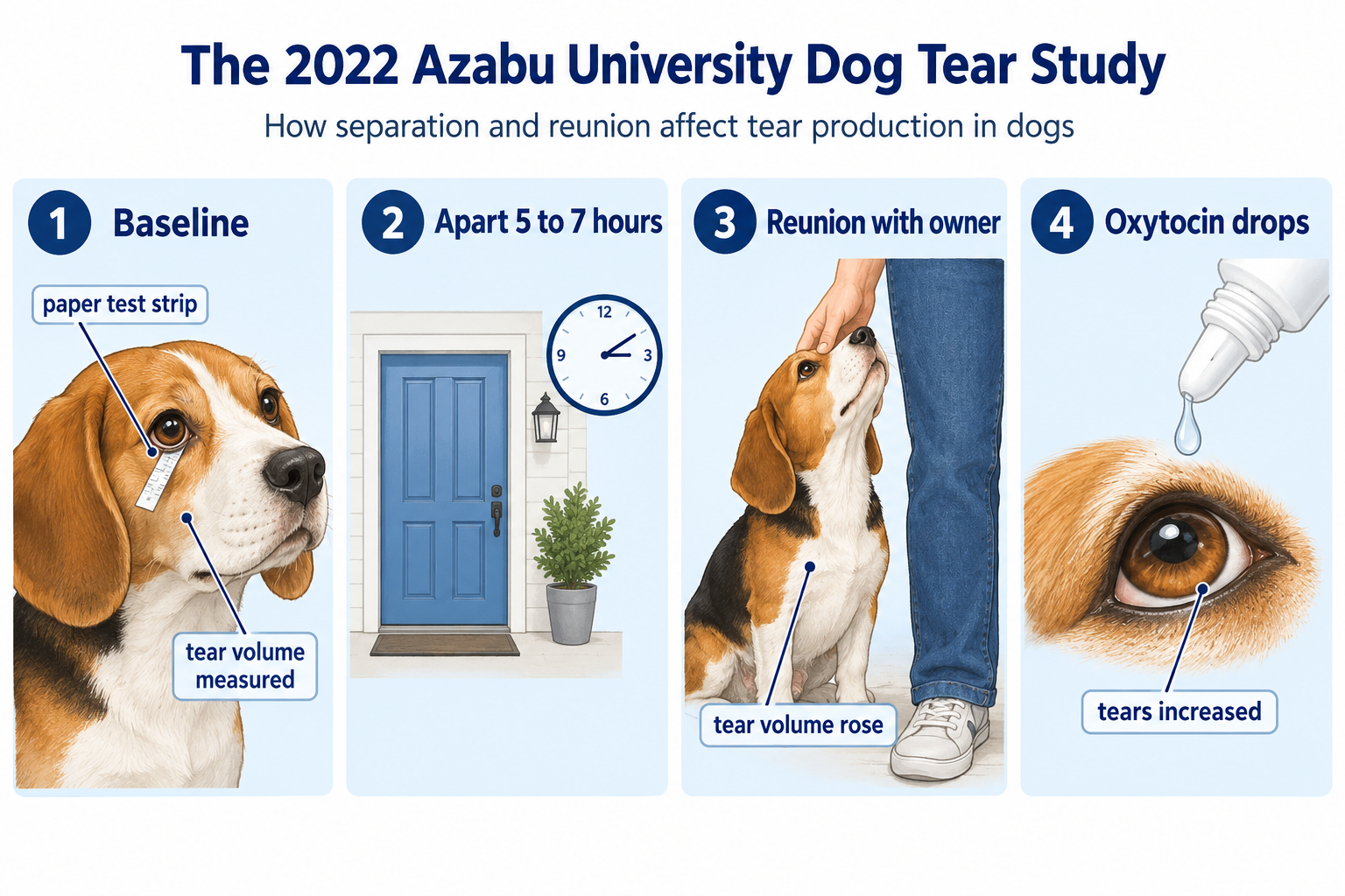 Do dogs cry emotional tears? What the 2022 Azabu University study found