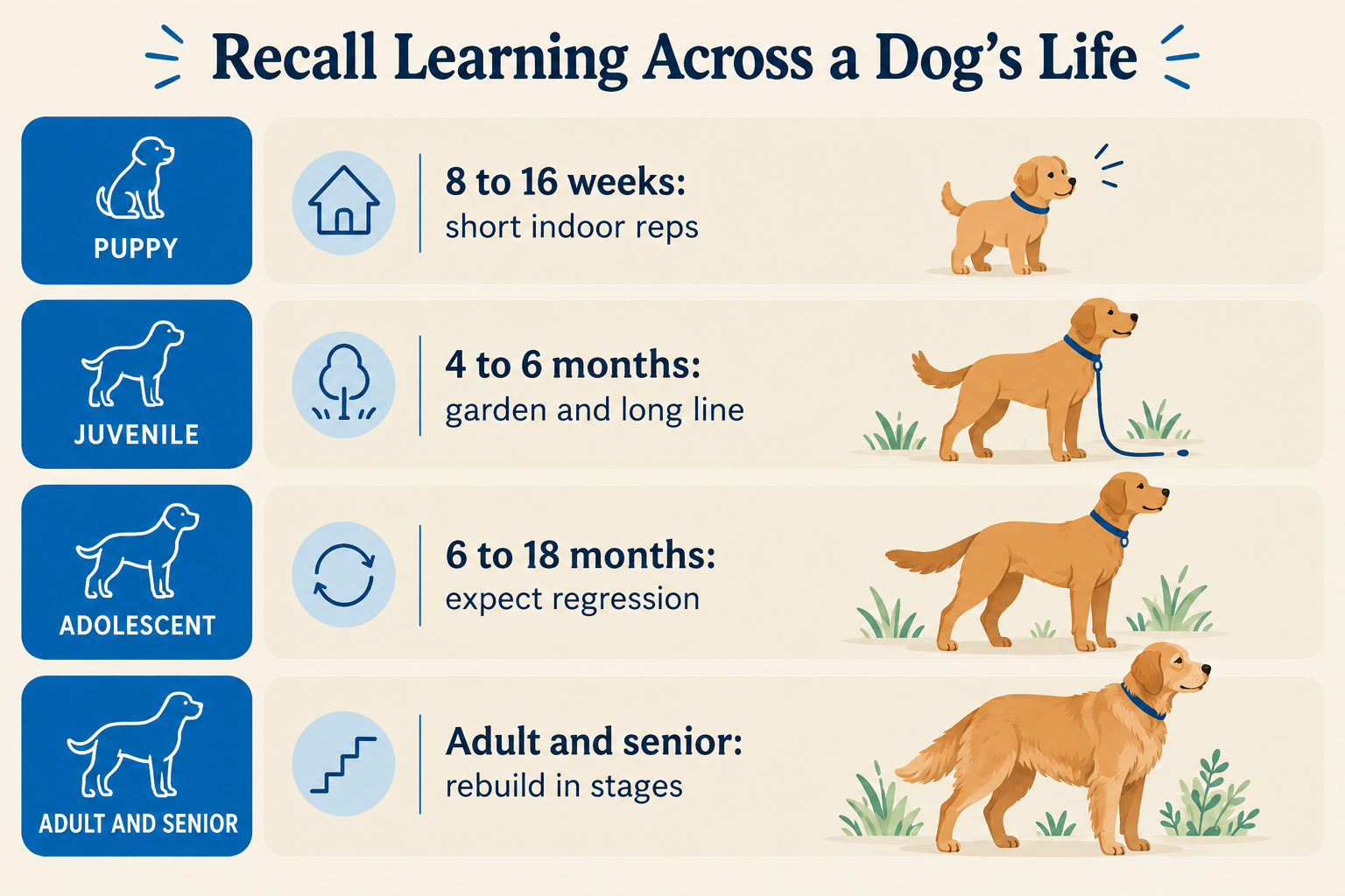 What age should a dog learn recall?