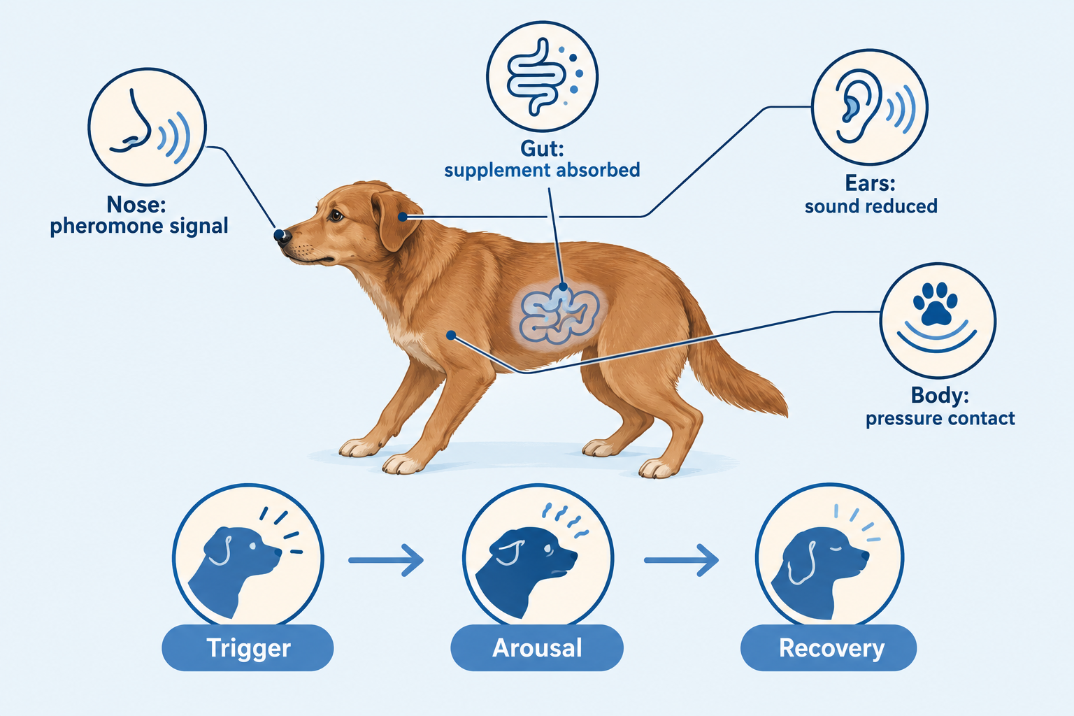 What are calming products for dogs, and how do they work?