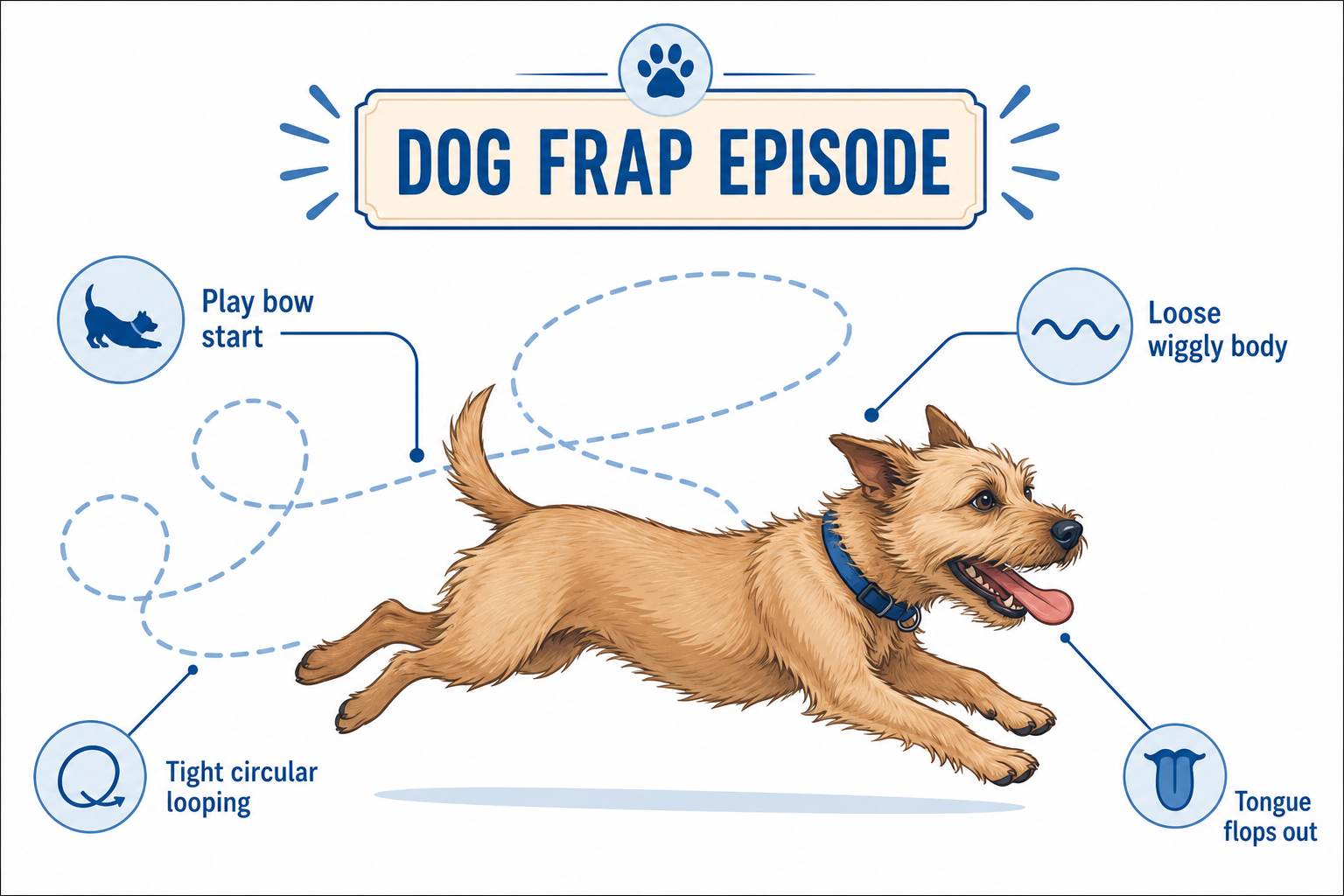What are dog zoomies (FRAPs)?