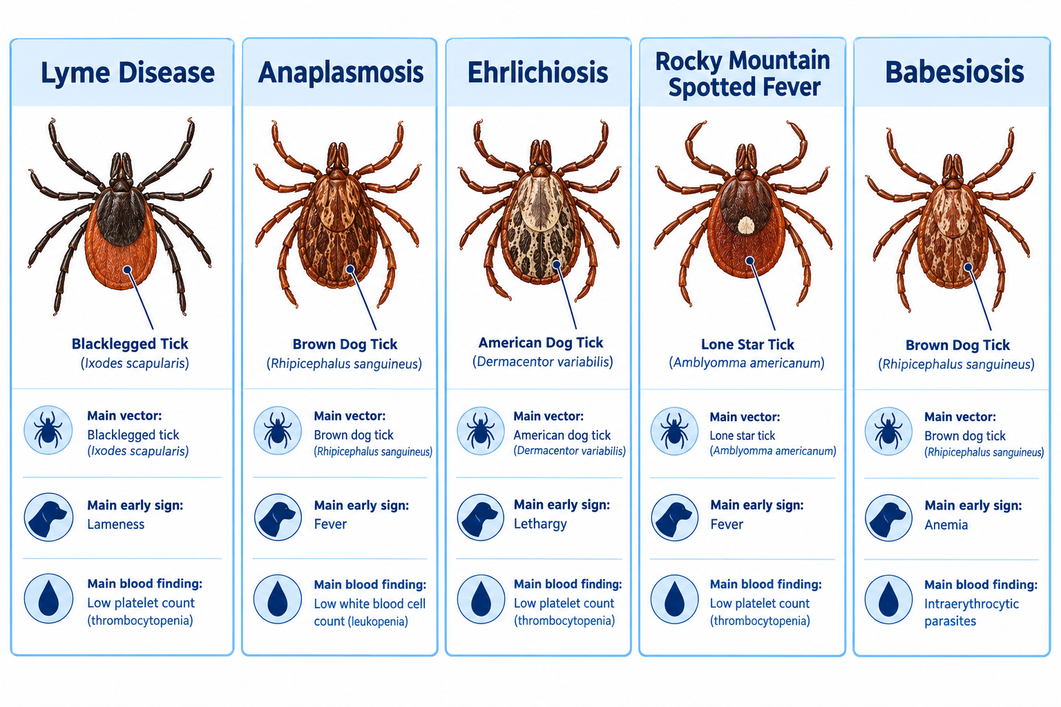 What are the 5 main tick borne diseases in dogs?