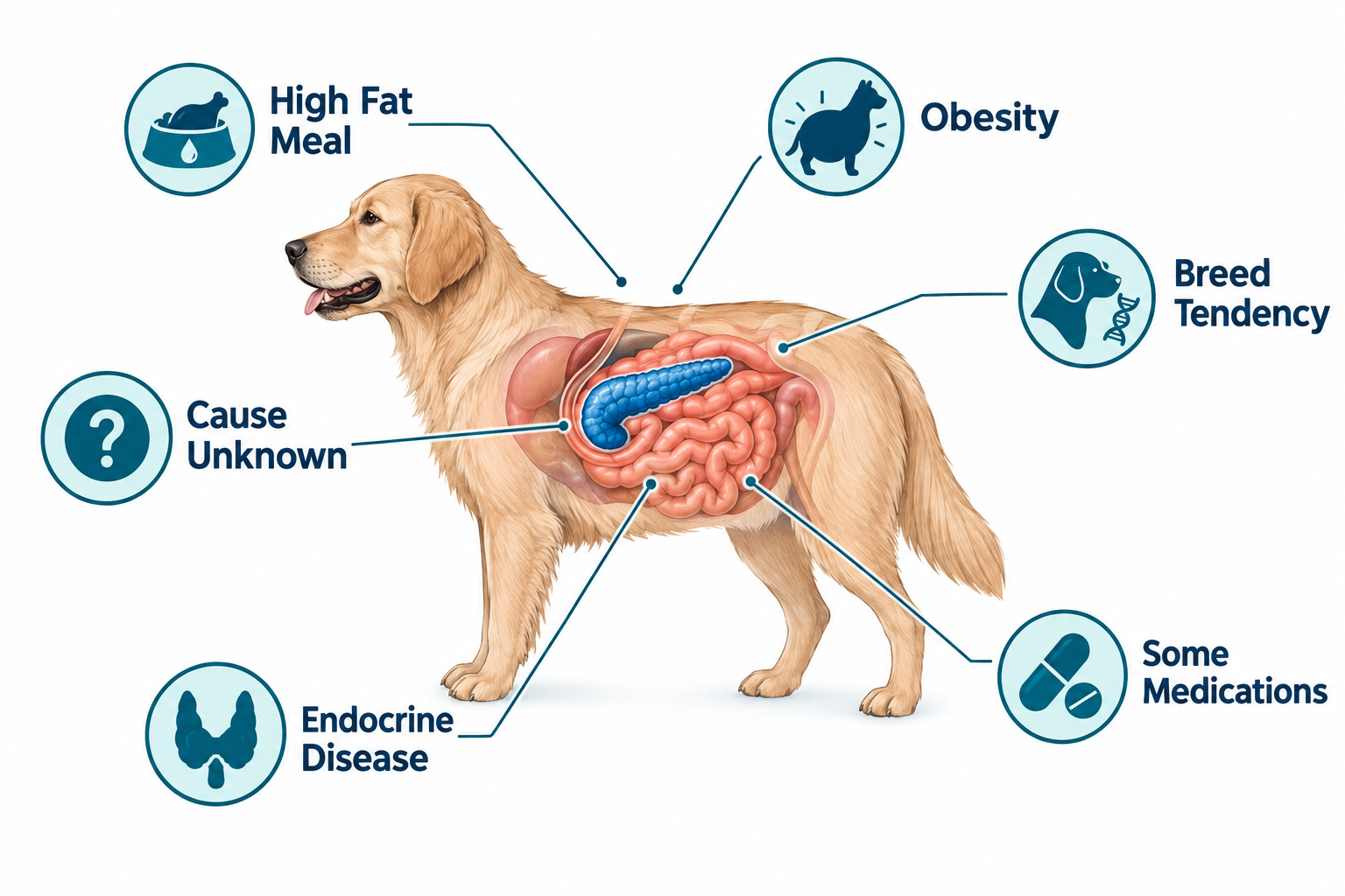 What causes pancreatitis in dogs?