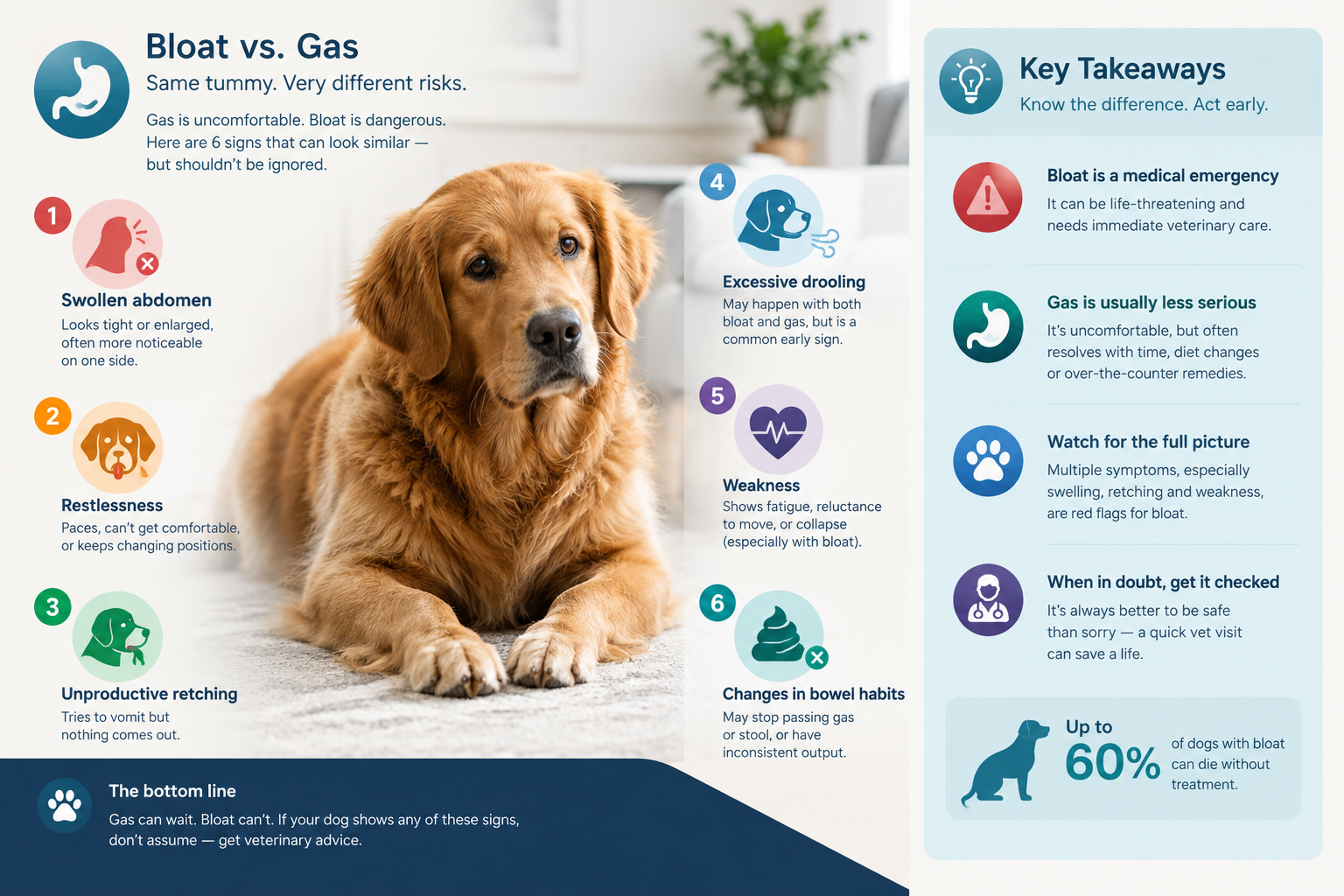 What is bloat in dogs, and how is it different from gas?