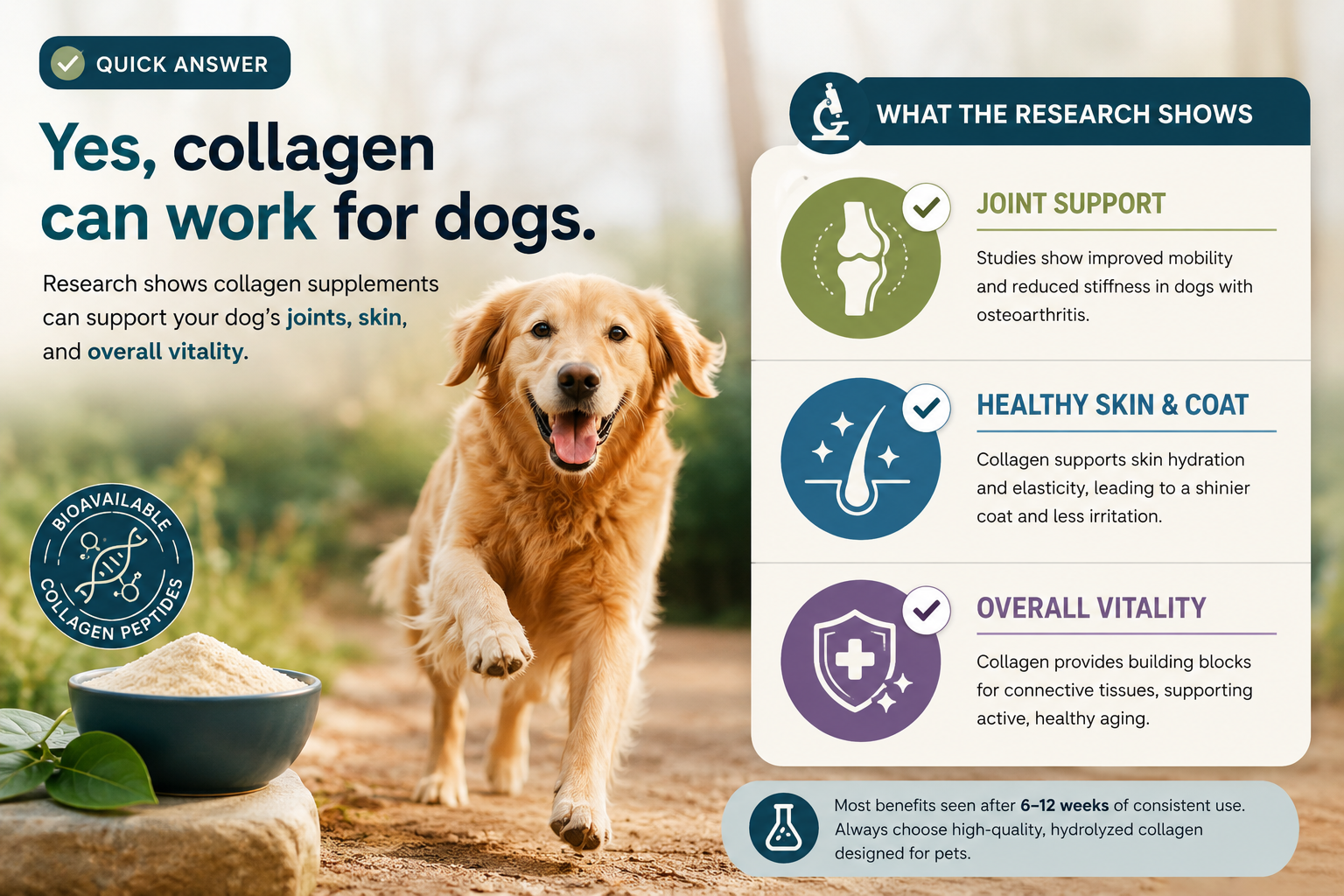 What is collagen, and why are dog owners buying it in 2026?
