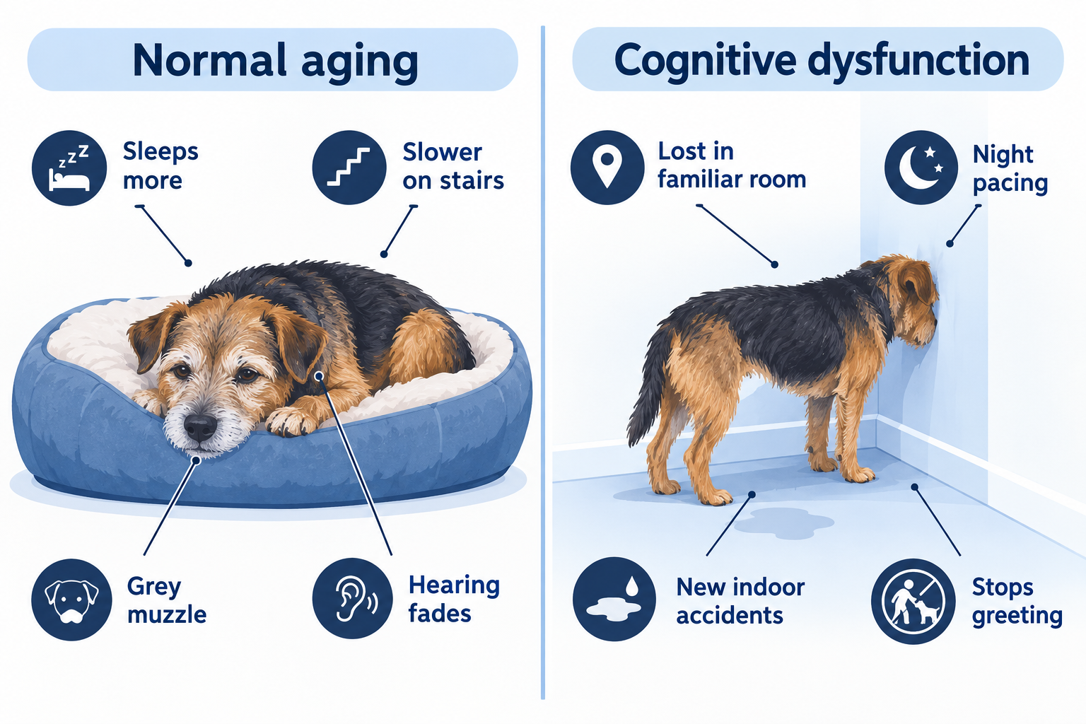 What is dog dementia (canine cognitive dysfunction)?