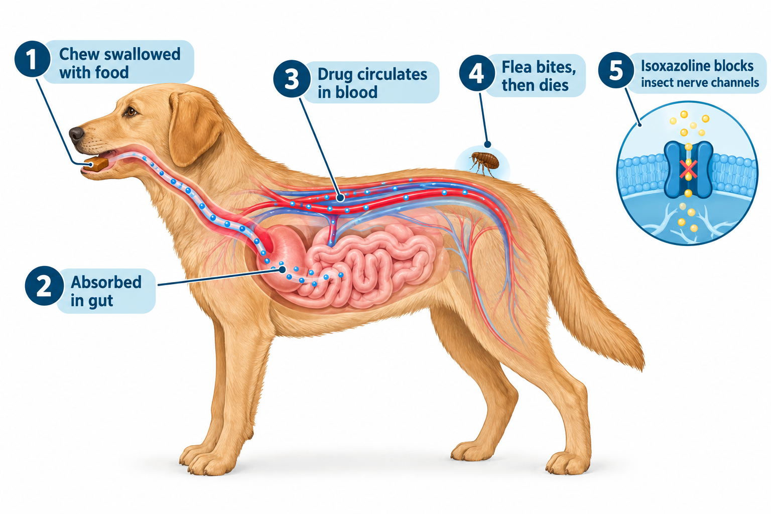 What is oral flea medicine for dogs and how does it work?