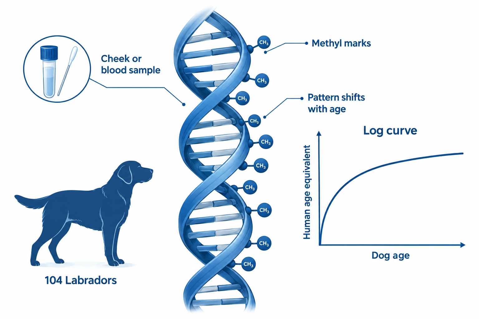 What is the DNA (epigenetic clock) formula, and how does it work? (UC San Diego 2019)