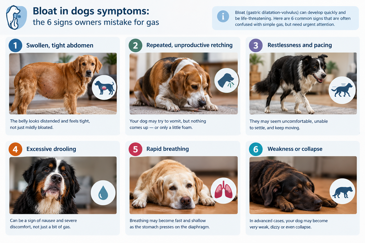 Which dog breeds are most at risk for bloat?