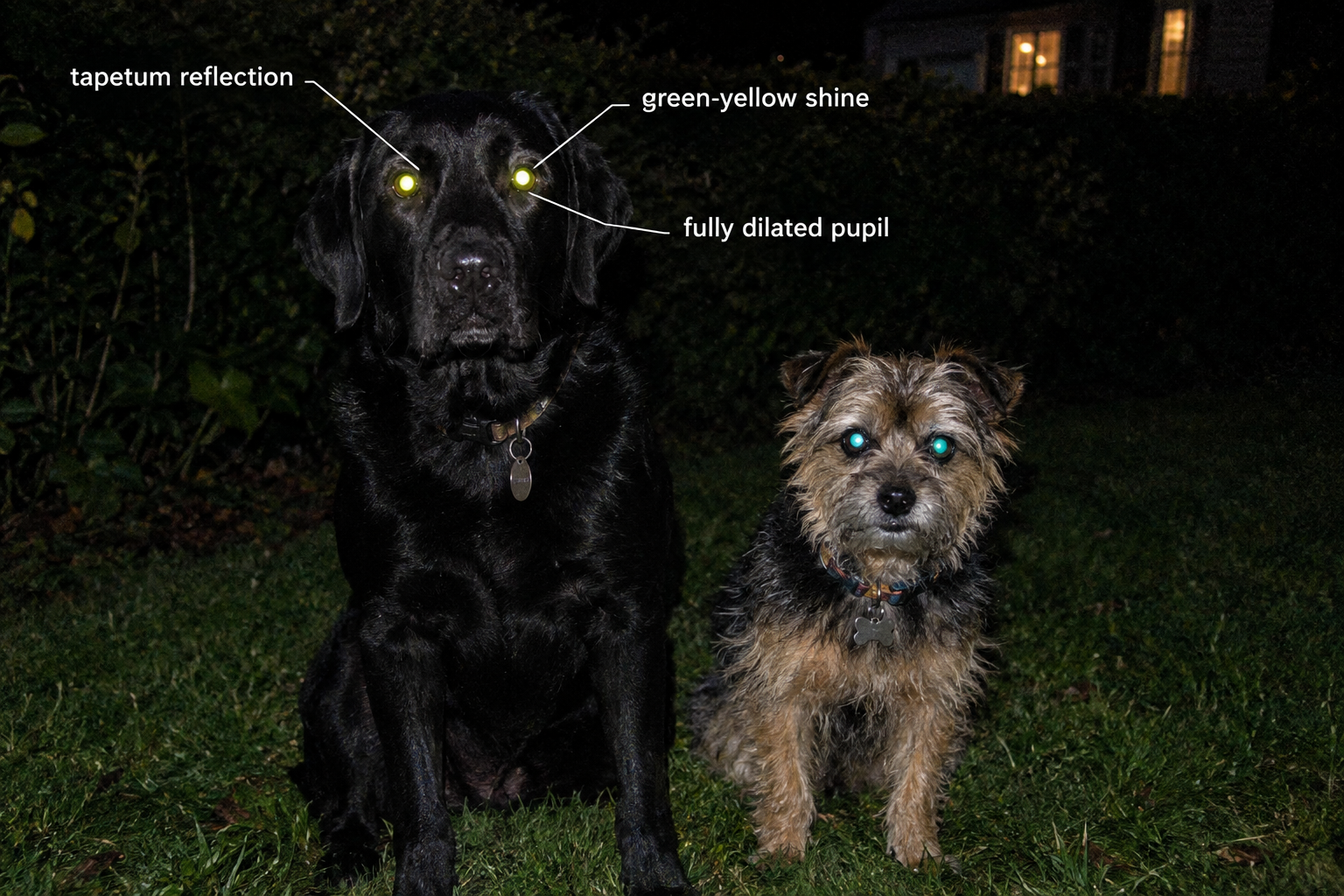 Why do dog eyes glow in the dark when you shine a light?