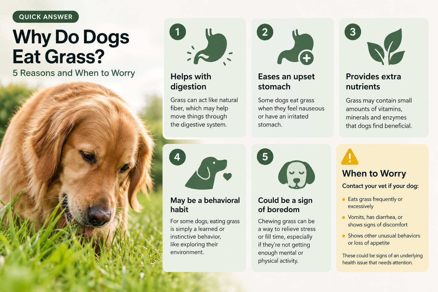 Why do dogs eat grass? The 5 reasons research supports